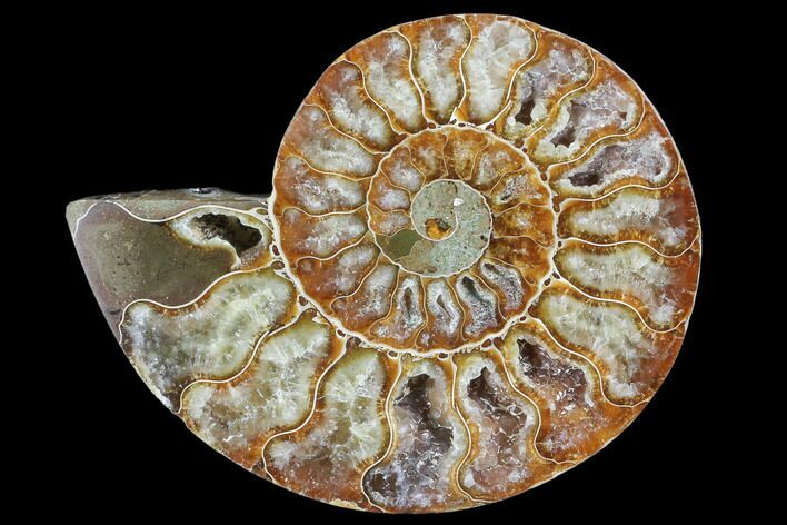 Agatized Ammonite Fossil (Half) - Crystal Chambers #103109